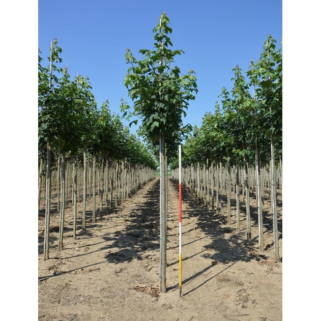 Tysklönn - Acer pseudoplatanus 'Bruchem' - Stammens omkrets 14-16 cm, höjd 3,5-4 meter, HS,